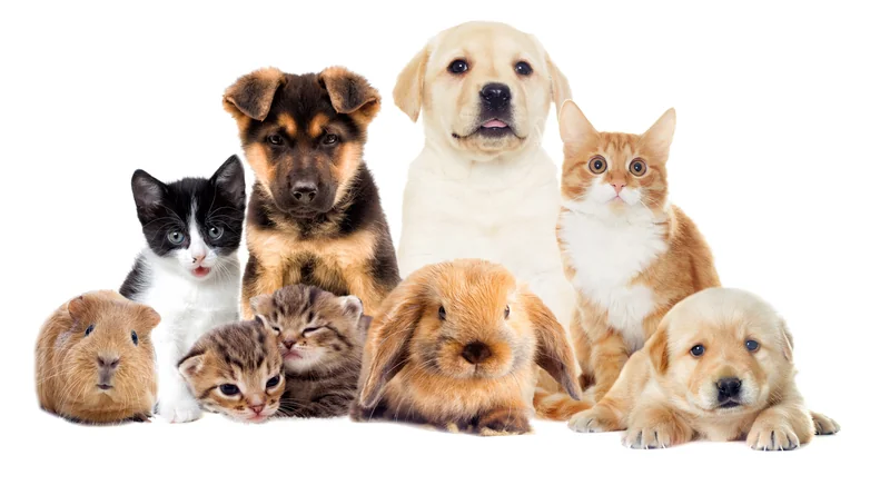 Animali tech 2026 cane gatto distributore cibo PETKIT fontanella GPS